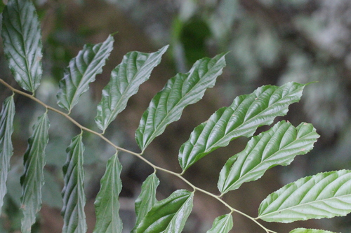 Image of Flacourtia rukam by no rights reserved