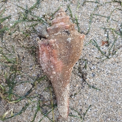 Brunneifusus ternatanus