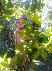 Citronella mucronata