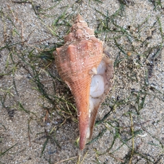 Brunneifusus ternatanus