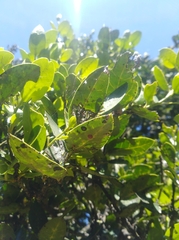 Citronella mucronata