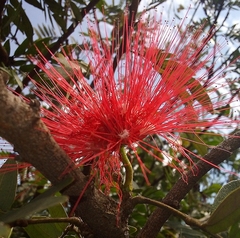 Calliandra
