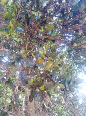 Citronella mucronata