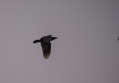 Corvus corax