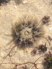 Anthopleura biscayensis