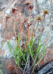 Heterolepis peduncularis