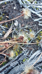 Heterolepis peduncularis