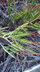 Heterolepis peduncularis
