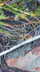 Heterolepis peduncularis
