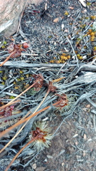 Heterolepis peduncularis