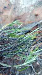 Heterolepis peduncularis
