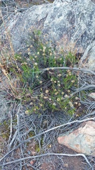Heterolepis peduncularis