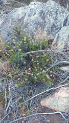Heterolepis peduncularis