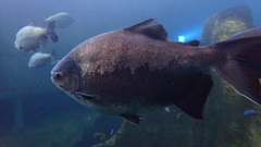 Piaractus brachypomus