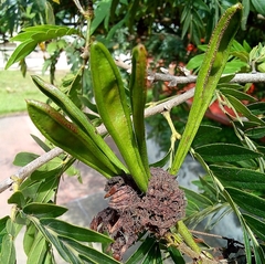 Calliandra