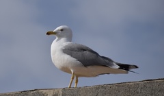 Larus michahellis
