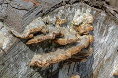 Gloeophyllales