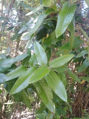 Eucryphia cordifolia