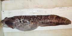 Arctic Eelpout photo 1