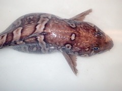 Arctic Eelpout photo 2