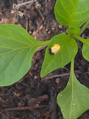 Coccinellidae