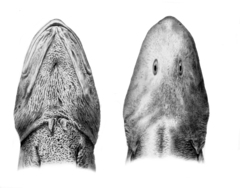 Arctic Eelpout photo 3