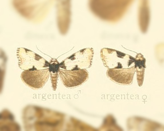 Thalatha argentea