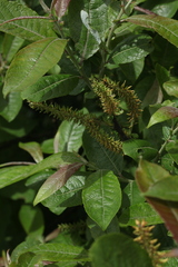 Salix caucasica