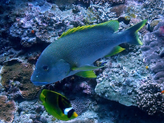 Lutjanus rivulatus