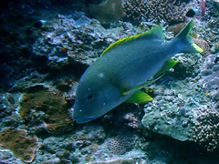 Lutjanus rivulatus