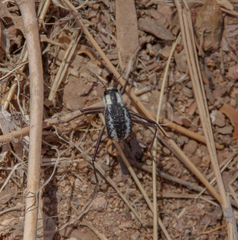 Stenocara gracilipes