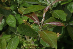 Salix caucasica