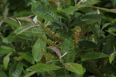 Salix caucasica