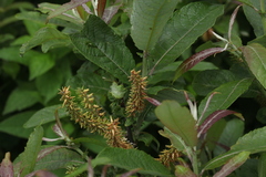 Salix caucasica