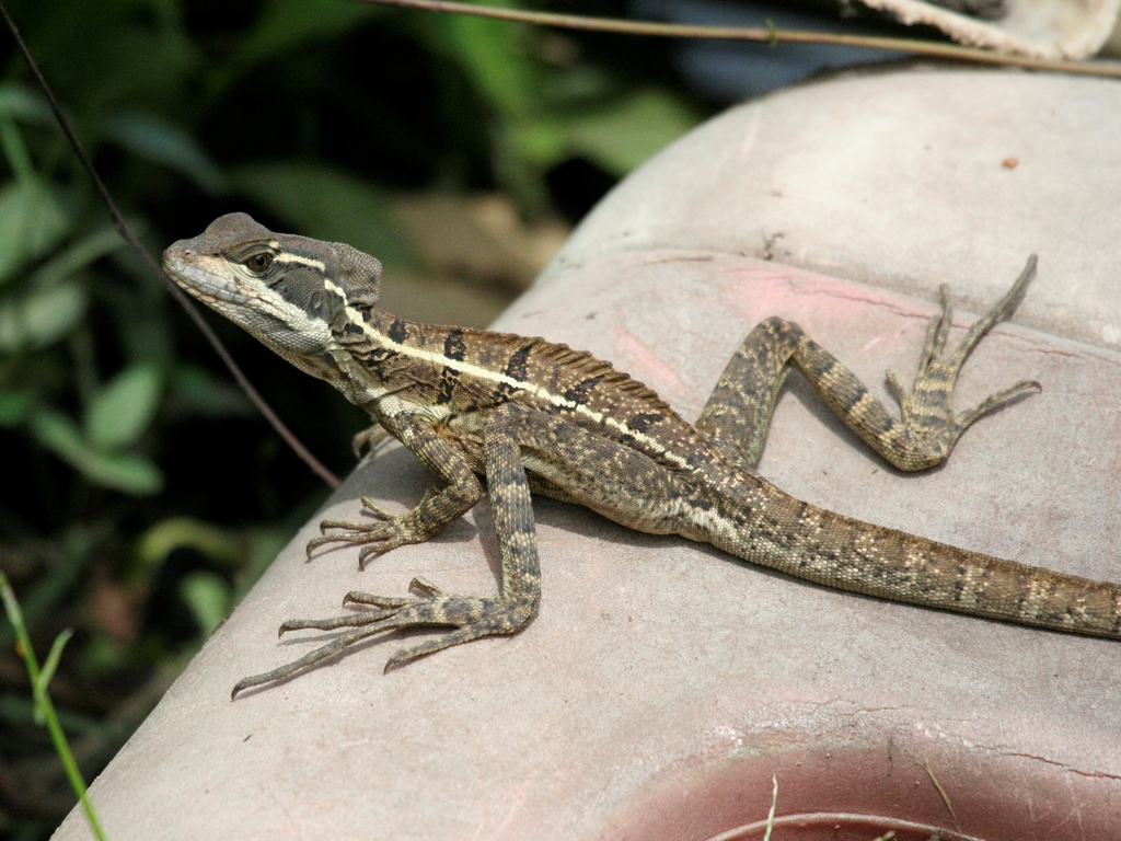 Common Basilisk from Panama on July 11, 2011 at 08:46 AM by Floyd E ...