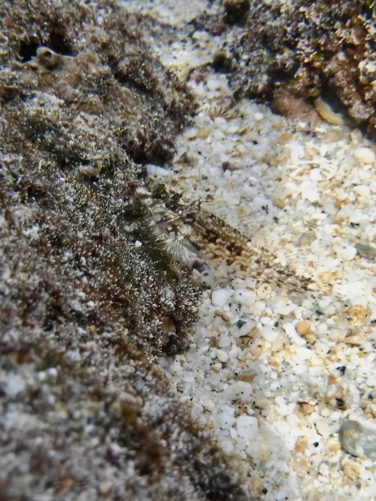 Zaca Blenny