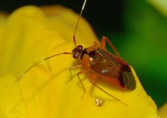 Poppiocapsidea biseratense