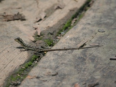 Basiliscus