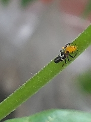 Coccinellidae