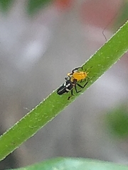 Coccinellidae