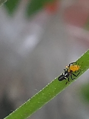 Coccinellidae