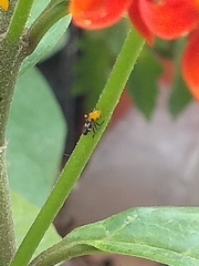 Coccinellidae