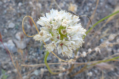 Allium lacunosum