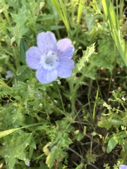 Nemophila pedunculata
