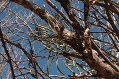 Brassavola nodosa