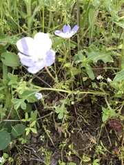 Nemophila pedunculata