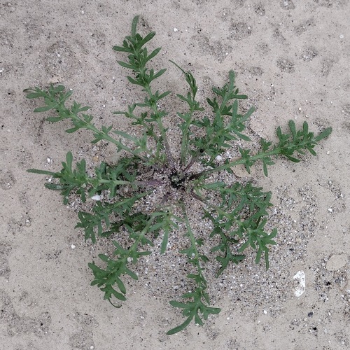 Lepidium lasiocarpum