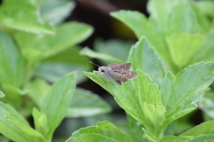 Pelopidas mathias mathias