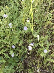 Nemophila pedunculata