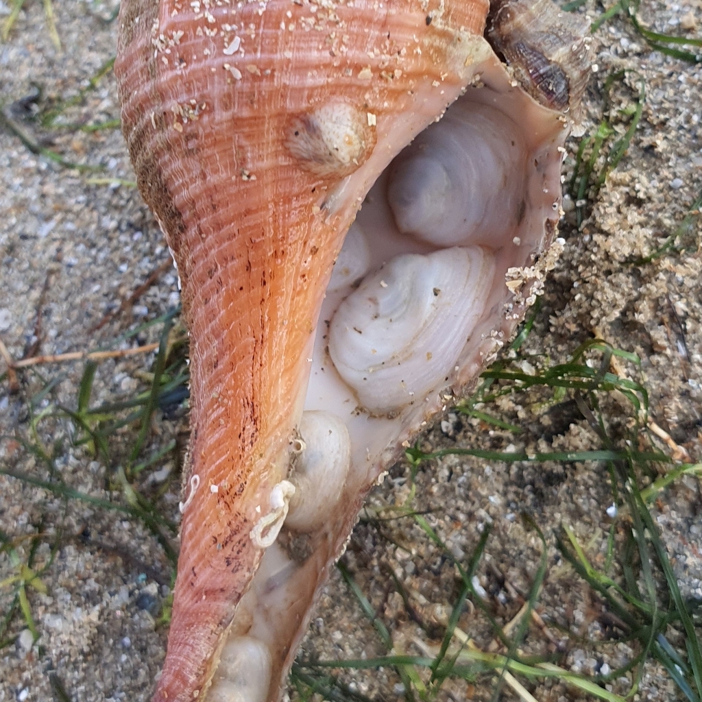 White Slipper Limpets
